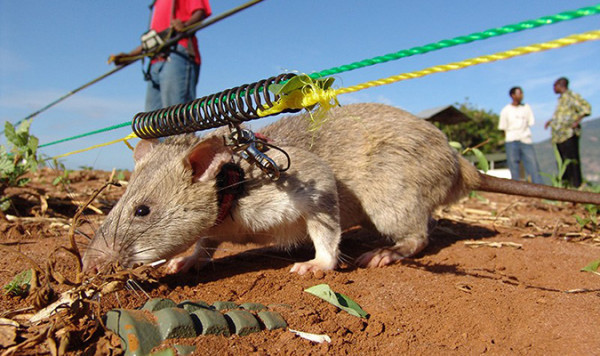 Hero Rats della ONG APOPO mentre individuano una mina anti-uomo