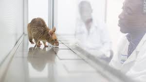 Hero Rats alla ricerca del batterio della tubercolosi