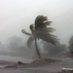A palm tree is hit by winds near the bea