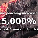 rhino poaching increased