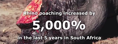 In cinque anni aumentato del 5000 per cento il numero dei rinoceronti uccisi dai bracconieri (courtesy traffic.org)
