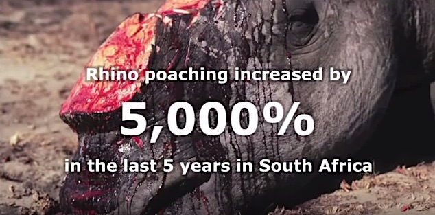 In cinque anni aumentato del 5000 per cento il numero dei rinoceronti uccisi dai bracconieri (courtesy traffic.org)