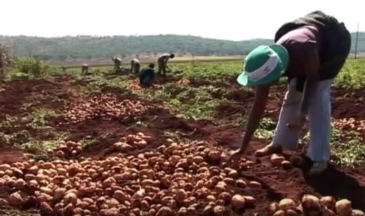 Zimbabwe, raccolta delle patate