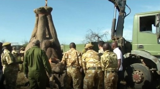 Uno degli elefanti viene caricato per il trasporto