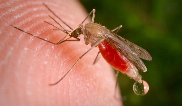 Una zanzara anofele si sta servendo del sangue della sua vittima