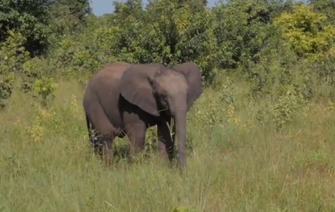 Cucciolo di elefante delle foreste in Botswana (Courtesy The Giant Club)