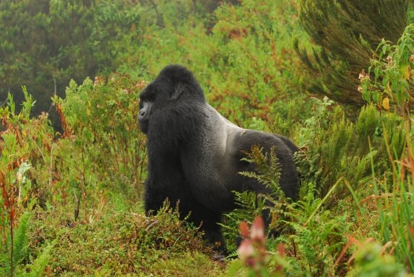 Gorilla di montagna nel Parco nazionale Kahuzi-Biega, Congo-K