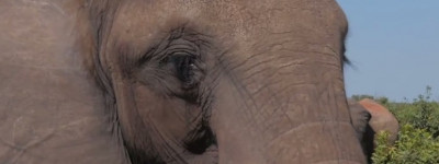 Elefante delle foreste in Botswana (Courtesy The Giant Club)