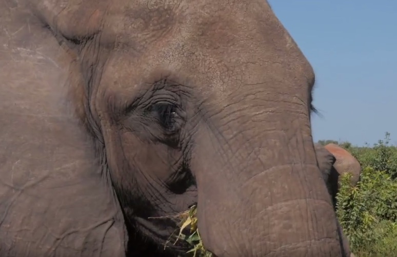 Elefante delle foreste in Botswana (Courtesy The Giant Club)