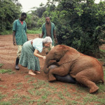 Daphne Sheldrick con Ajok, elefantino orfano nel 1991. ©Copyright The David Sheldrick Wildlife Trust