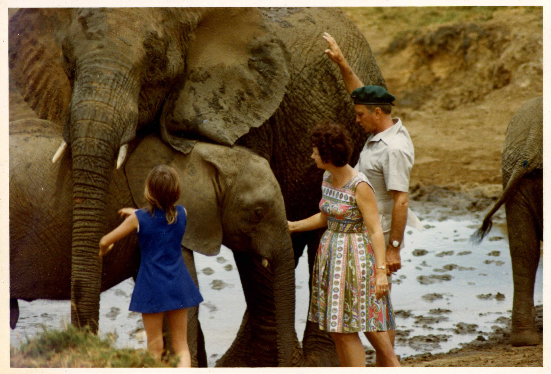 David Sheldrick, Daphne Sheldrick e la loro figlia Angela con gli elefanti orfani nel 1973. (Copyright © The David Sheldrick Wildlife Trust)