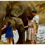 David Sheldrick, Daphne e la loro figlia Angela con elefanti orfani nel 1973. © The David Sheldrick Wildlife Trust