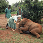 Dr Dame Daphne Sheldrick DBE with orphaned elephant Ajok, 1991. Copyright The David Sheldrick Wildlife Trust