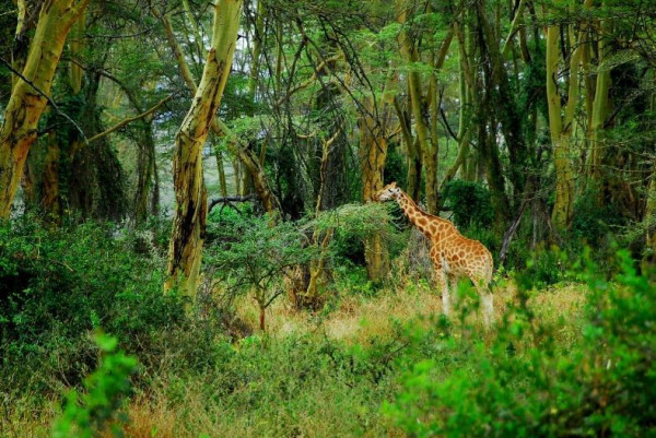 kenya forest