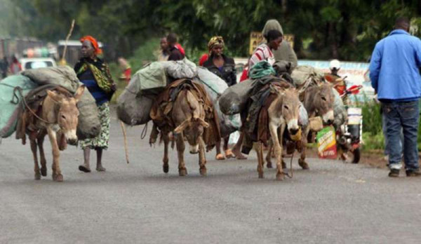 Burundi: asini utilizzati per trasporto persone e masserizie