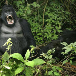 gorilla-yawn_1121417i