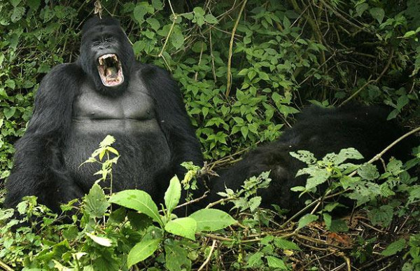 Gorilla della montagna nel Parco nazionale Virunga, RDC