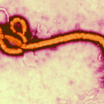 image_2238-Ebola-virus
