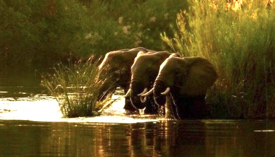 Elefanti del Niassa National Reserve