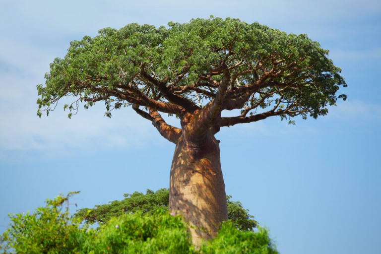 Il cambiamento climatico sta uccidendo i baobab nell’Africa australe