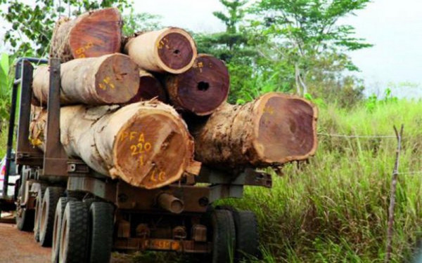 Traffico illegale di legname a Casamance, Senegal