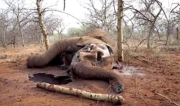 Elefante ucciso dai bracconieri per l'avorio (cortesy The Elephant Crisis Fund)