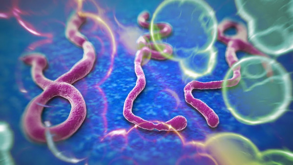 Il virus dell'ebola, visto al microscopio