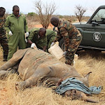 rinoceronte attaccato dai leoni