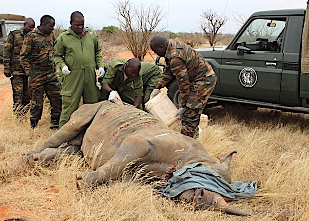 Cura del rinoceronte attaccato dai leoni (Courtesy Kenya Wildlife Service)