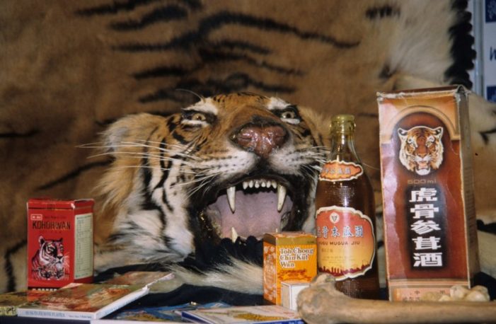 Prodotti di tigre venduti nei mercati del Sudest asiatico