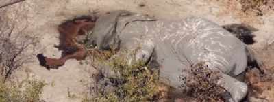 Elefante vittima di bracconaggio per le zanne