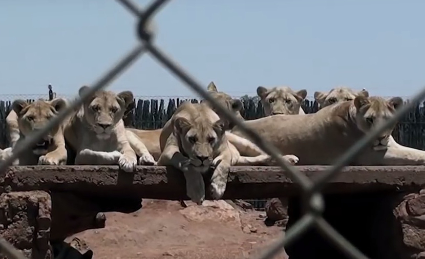Leoni in cattività in un allevamento sudafricano (Courtesy Blood Lions®)