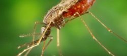 Zanzara Anofele, insetto che veicola il plasmodio della malaria (Courtesy Centers for Disease Control and Prevention)