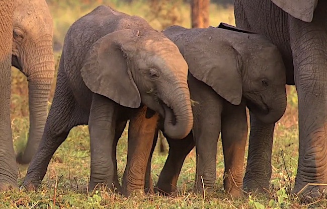 Cuccioli di elefante senza zanne a Gorongosa