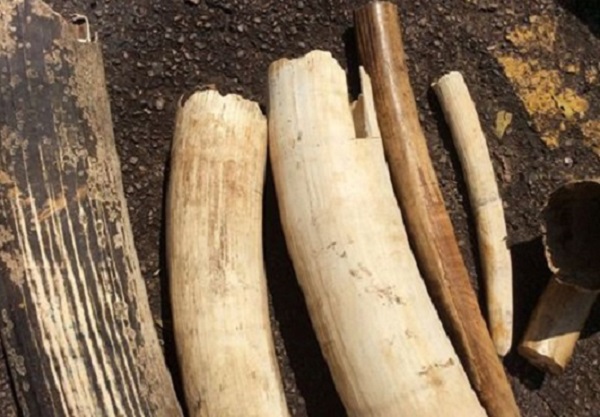 Uganda: caccia a 18 vietnamiti per contrabbando di avorio e scaglie di pangolino