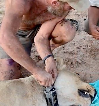 Philip Stander mentre applica un radio -collare a uno dei leoni del deserto (Courtesy Desert Lion Conservation)