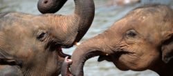 Cuccioli di elefante giocano