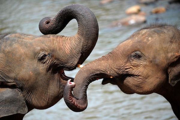 Cuccioli di elefante giocano