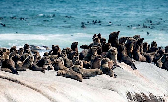 foche della Skeleton Coast in Namibia