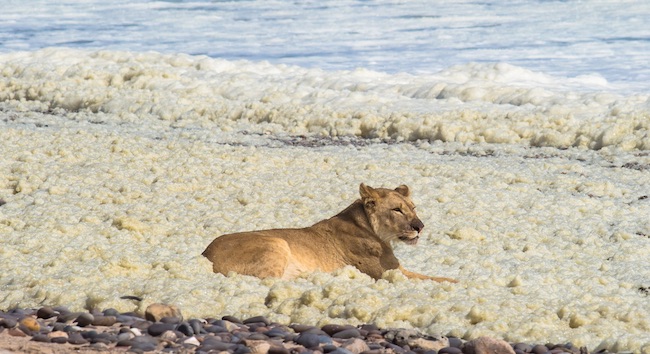 Uno dei leoni della Skeleton Coast (Foto Courtesy © Philip Stander)