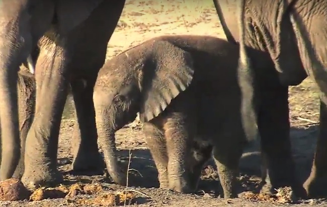 Cucciolo di elefante in botswana (Courtesy EWB)