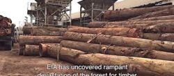 Tronchi tagliati nel Bacino del Congo (Courtesy EIA)