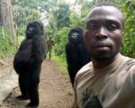 RDC gorilla selfie