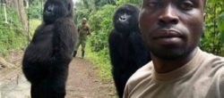 Gorilla in posa per un selfie (foto courtesy © Mathieu Shamavu)