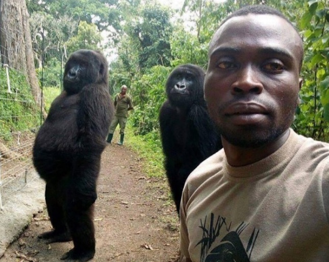 Gorilla in posa per un selfie (foto courtesy © Mathieu Shamavu)