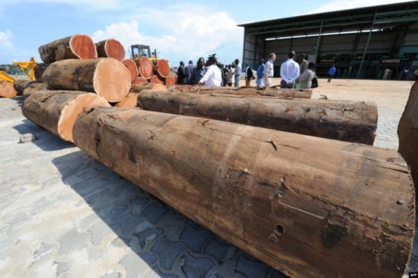 Contrabbando di legno rarissimo e prezioso in Gabon: sotto accusa società cinese