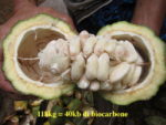 Interno del frutto del cacao