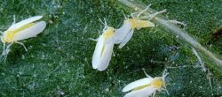 La mosca bianca (Bemisia argentifolii), uno degli insetti dannosi che distruggono gli ortaggi