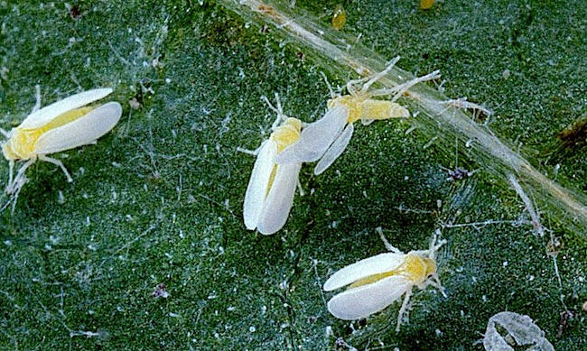 La mosca bianca (Bemisia argentifolii), uno degli insetti dannosi che distruggono gli ortaggi