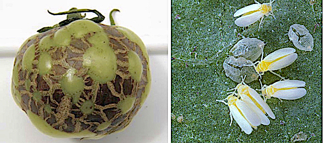 Un pomodoro colpito da torradovirus, portato dalla mosca bianca, tra gli insetti dannosi per gli ortaggi